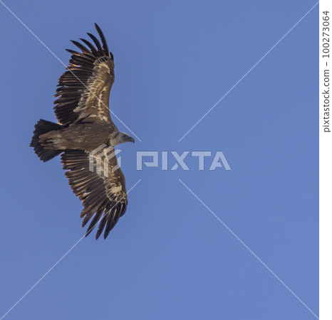 Griffon vulture in Canyon of Verdon River (Verdon Gorge) in Provence, France 100273064