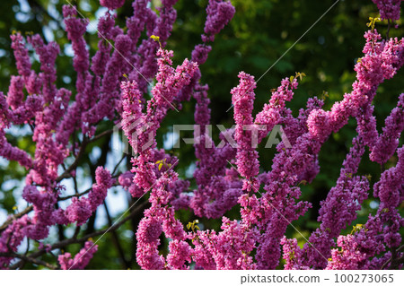 pink flowers on the branch of redbud. city park nature background 100273065