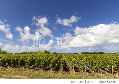 Vineyards with Chateau Cos d'Estournel, Bordeaux, Aquitaine, France Vineyards with Chateau Cos d'Estournel, Bordeaux, Aquitaine, France 100273120