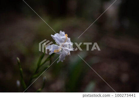 Himeshaga Himeshaga 100273441