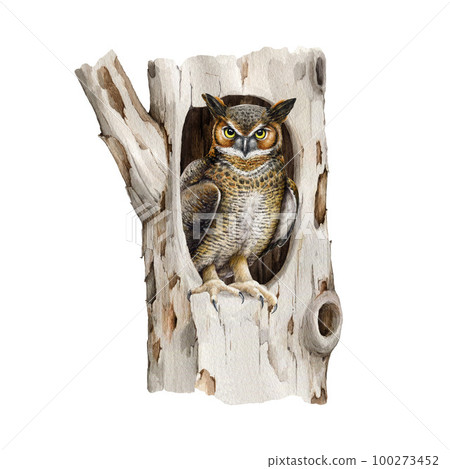 Owl siting in hollow of a tree. Watercolor illustration. Virgin eagle-owl hides in a hollow tree trunk. Bird of prey wildlife nature scene. Brown cute owl hand drawn realistic illustration Owl siting in hollow of a tree. Watercolor illustration. Virgin eagle-owl hides in a hollow tree trunk. Bird of prey wildlife nature scene. Brown cute owl hand drawn realistic illustration 100273452