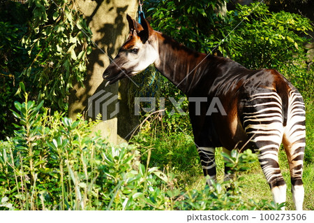 Okapi 100273506