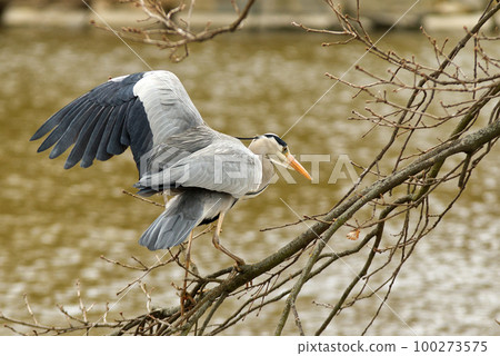 Grey heron balancing in the strong wind  on a tree branch 100273575