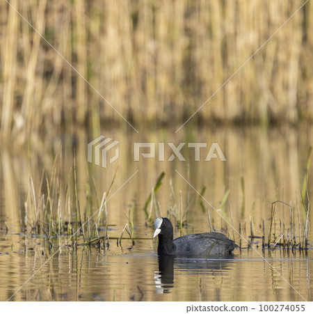 Black coot (Fulica atra, Fulica prior), Southern Bohemia, Czech Republic Black coot (Fulica atra, Fulica prior), Southern Bohemia, Czech Republic 100274055