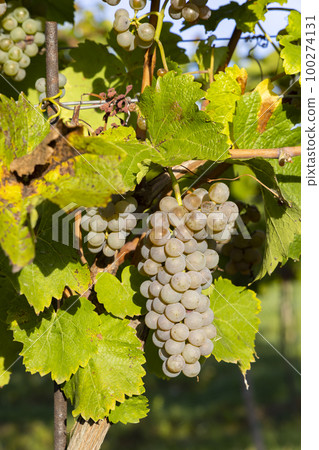 Vineyard with Hibernal near Cejkovice, Southern Moravia, Czech Republic 100274131