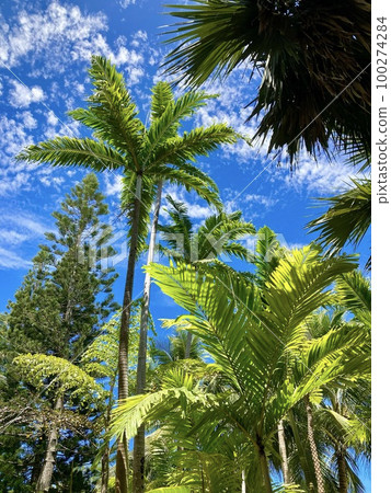 Clear blue sky and palm trees Clear blue sky and palm trees 100274284