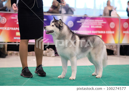 Siberian husky at a dog show in the ring next to the handler Siberian husky at a dog show in the ring next to the handler 100274577