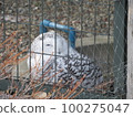 Snowy owl 100275047
