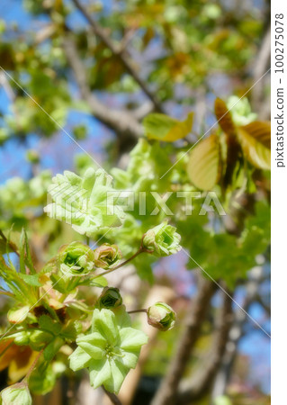 綠色櫻花初開（Gyoi Kizakura）~3:2 版 100275078