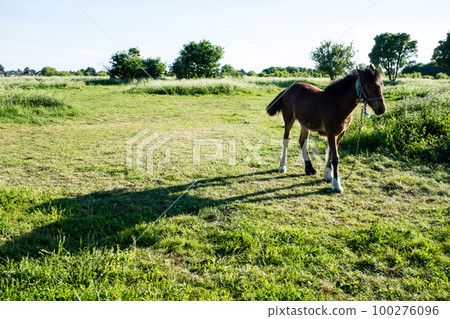 A foal nestling in a spacious field in the suburbs of London 100276096