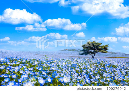 日立海濱公園的Nemophila 100276942