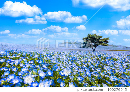 日立海濱公園的Nemophila 100276945