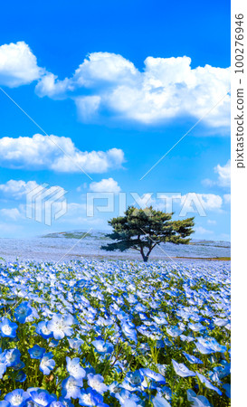 日立海濱公園的Nemophila 100276946