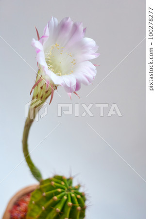 pink cactus bloom 100278277