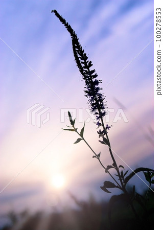 Herbs Herbs 100278553