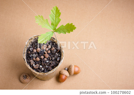 oak sprout oak sprout 100278602