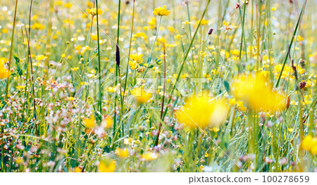 yellow meadow flowers yellow meadow flowers 100278659