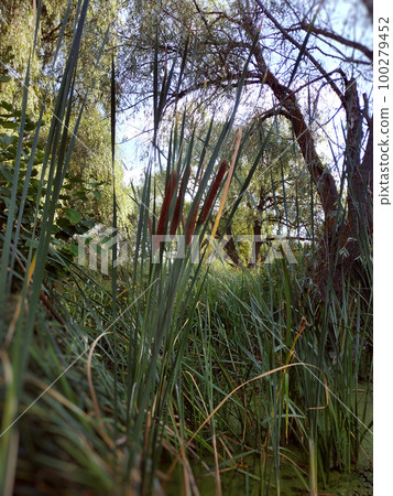 green duckweed and water lilies on a calm water surface. Copy space, blurred background, vertical orientation 100279452