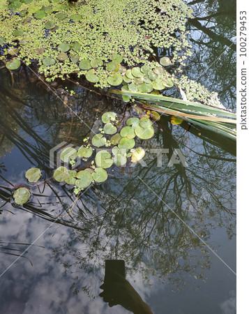 duckweed and water lilies in the river. reflection of a hand and a phone in the water with which they take a photo 100279453