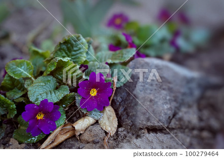 Dewy evening primroses in the flowerbed in the garden in a rainy day. Copy space, blurred background Dewy evening primroses in the flowerbed in the garden in a rainy day. Copy space, blurred background 100279464