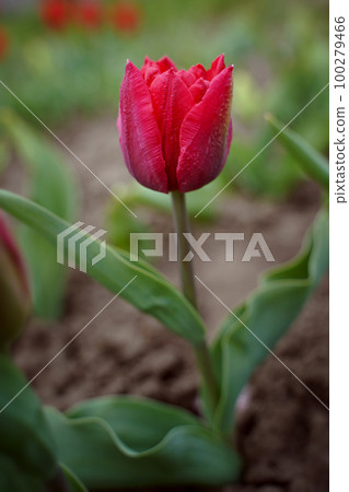 Red springgeen tulip, close-up. The variety is peony. Many petals. Spring flowers. Background, postcard 100279466