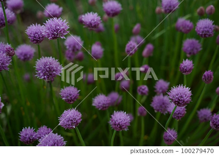 Allium schoenoprasum. Decorative bow. Perennial herbaceous plant Allium schoenoprasum. Decorative bow. Perennial herbaceous plant 100279470