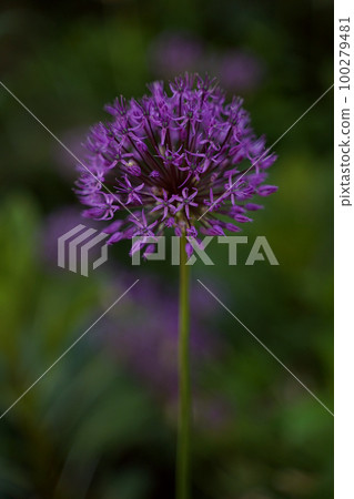 Decorative bow Allium. A spider sits on a flower. Selective focus. Vertical orientation. Decorative bow Allium. A spider sits on a flower. Selective focus. Vertical orientation. 100279481
