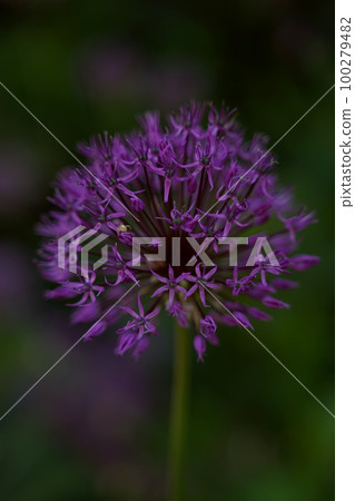 Decorative bow Allium, close-up, selective focus. A spider sits on a flower. Vertical orientation. Decorative bow Allium, close-up, selective focus. A spider sits on a flower. Vertical orientation. 100279482