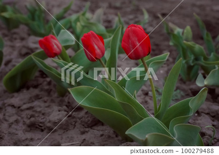 Tulips Van Eijk with red-pink flowers in the garden Tulips Van Eijk with red-pink flowers in the garden 100279488