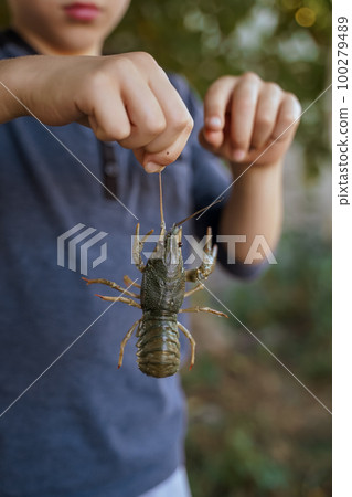 Boy holds Crayfish by mustache in the air close-up. Soft focus. 100279489