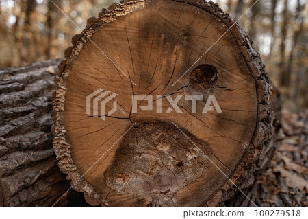 A cutaway log, rotting sawn wood closeup 100279518