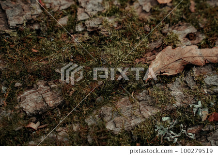 old linden bark covered with moss. relief bark resembles view high mountains wooded from above. texture old bark 100279519
