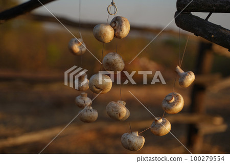 Mushrooms in process of drying on strong, string against blurred brown background with copy space. Diet. Vegetarianism 100279554
