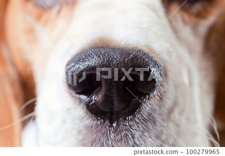 nose of a beagle 100279965