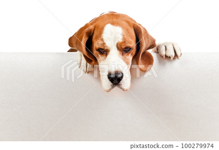 beagle on white background beagle on white background 100279974