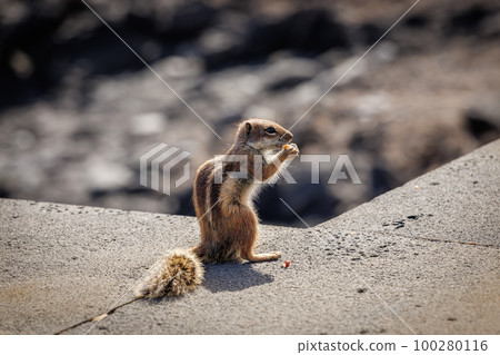 Chipmunk is a cute attraction on Fuerteventura 100280116