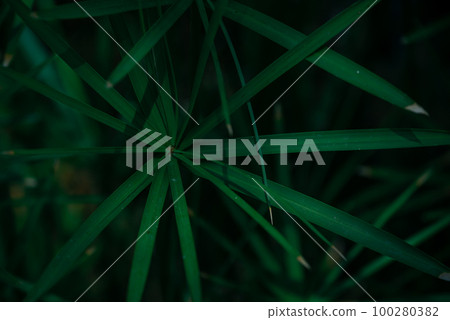 Close-Up Of Palm Tree Bush For Lovely Screen Saver. In Dark Key. 100280382