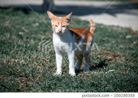 Small Greek Homeless White Red Kitten Looking Into The Distance. Moraitika, Corfu. 100280388