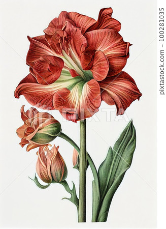 Amaryllis Flower Botanical Illustration, Hippeastrum Pot Flowers Painting, Abstract Generative AI Illustration 100281035