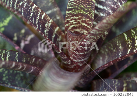 Freecea 葉子圖案 100282045