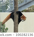 Tree climbing lesser panda 100282136