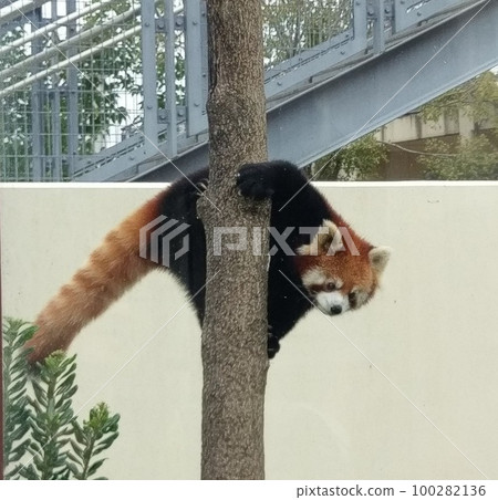 Tree climbing lesser panda 100282136