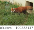Redress Panda ② 100282137