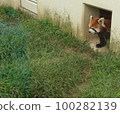 Lesser panda 100282139