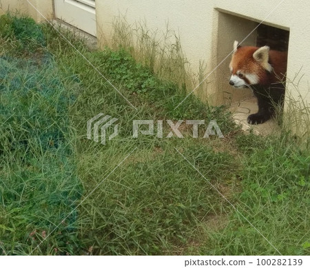 Lesser panda 100282139