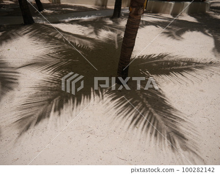 palm shadow sand 100282142