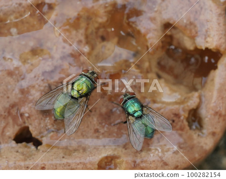 meat fly meat fly 100282154