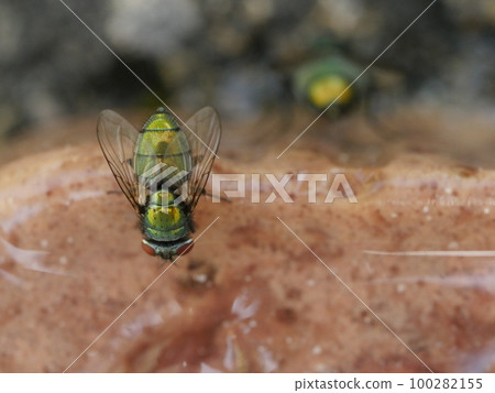 meat fly meat fly 100282155