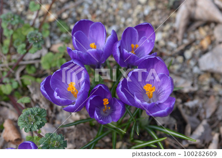 Crocus 100282609