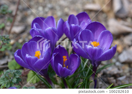 Crocus 100282610